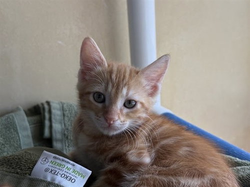 picture of the cat needing adoption