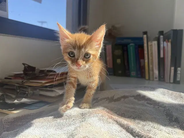 Stylee - Domestic Short Hair