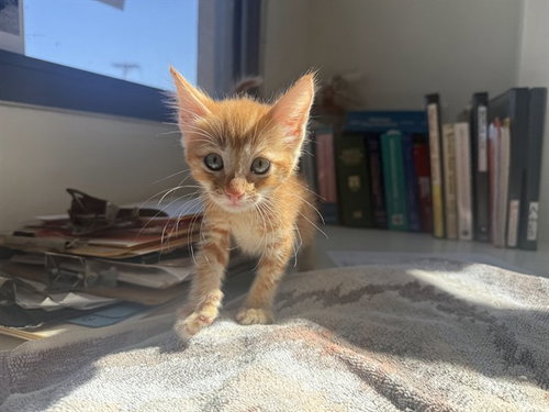 picture of the cat needing adoption