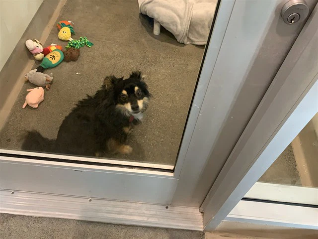 Oscar