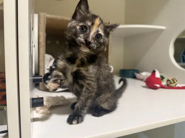 Ubiquity - Domestic Short Hair