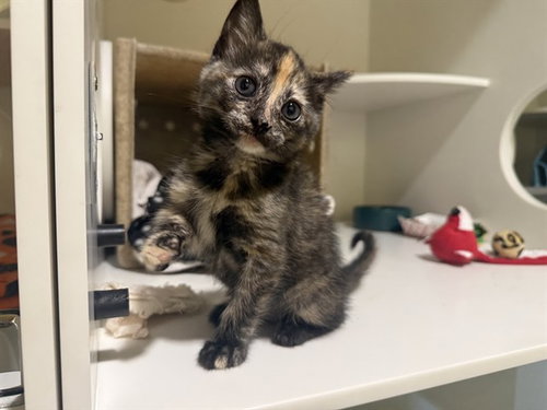 picture of the cat needing adoption