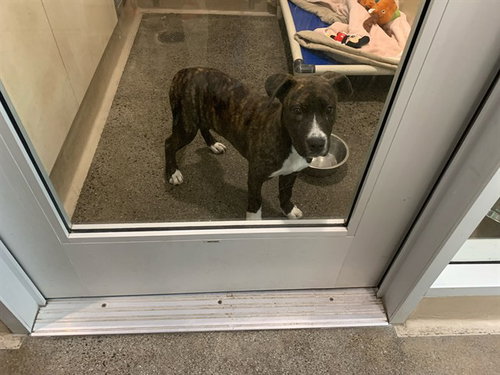 picture of the dog needing adoption