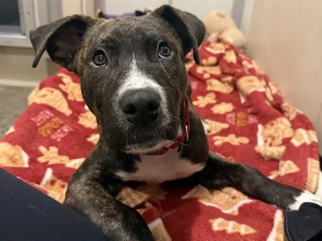 Tizz - American Pit Bull Terrier