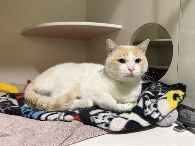 Alf - Domestic Short Hair