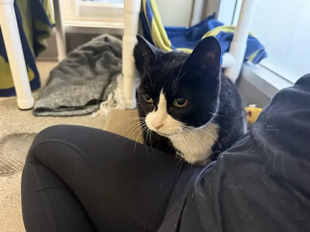 Jasmine - Domestic Short Hair