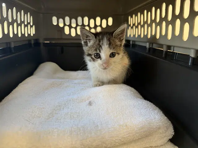 Bisou - Domestic Short Hair