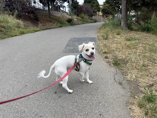 Tug - Maltese