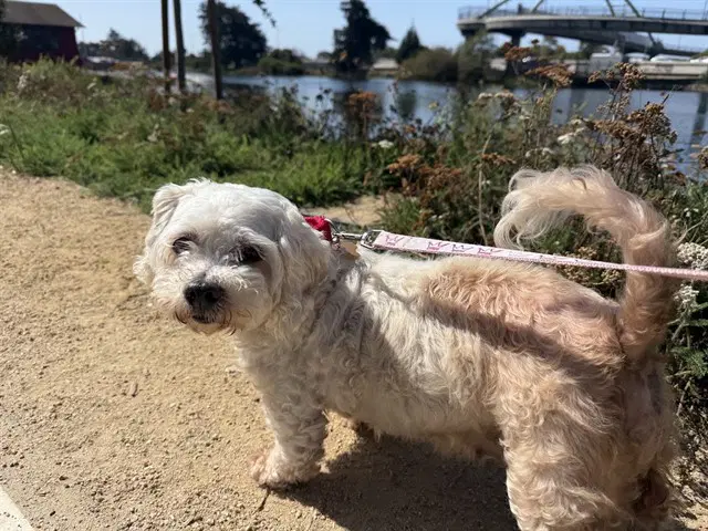 Coconut - Maltese