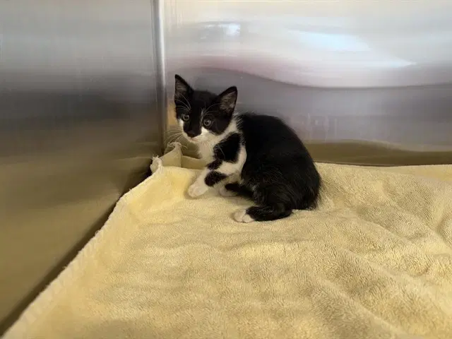 Hint Hint - Domestic Short Hair