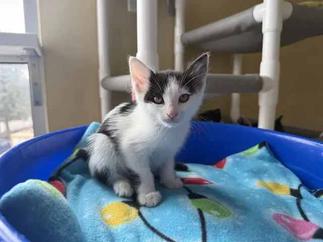 Howard - Domestic Short Hair