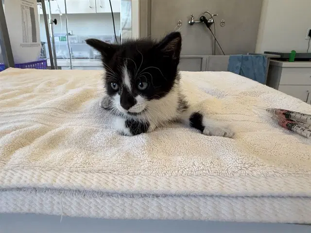 Hondo - Domestic Short Hair