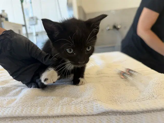 Habib - Domestic Short Hair
