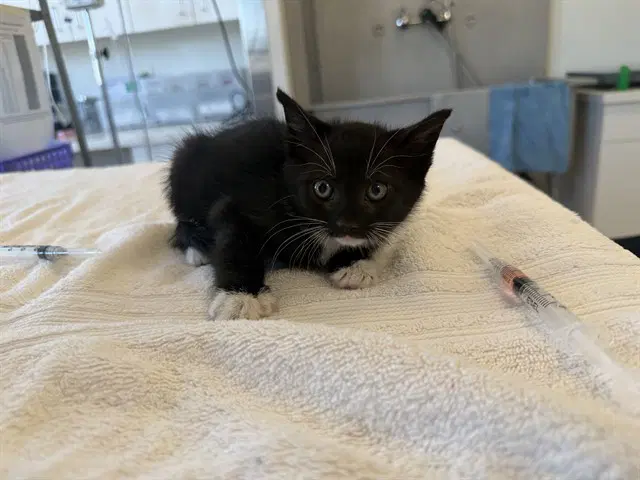 Harlem - Domestic Short Hair