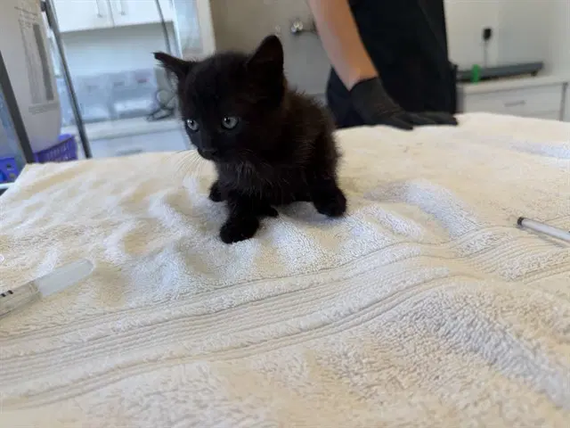 Hex - Domestic Short Hair