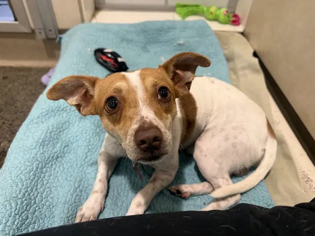 Ferb - Parson Russell Terrier
