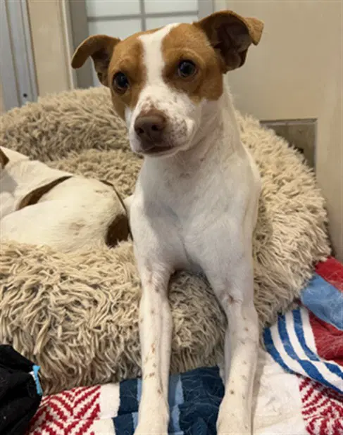 Phineas - Parson Russell Terrier