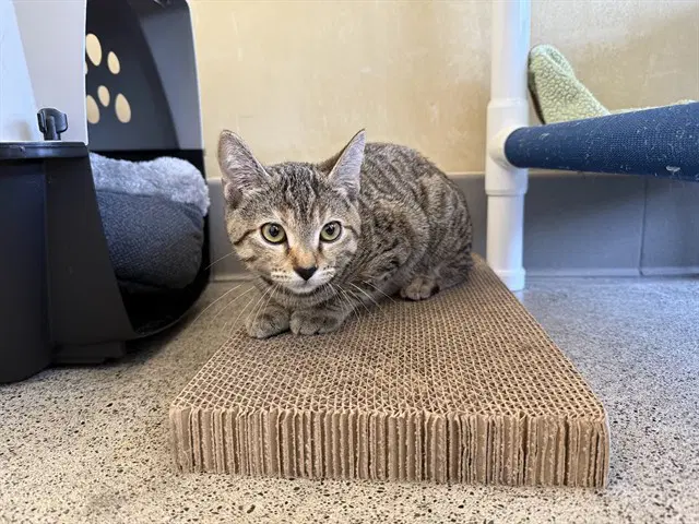 Belva - Domestic Short Hair