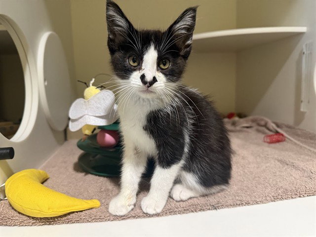 Notch, Domestic Medium Hair