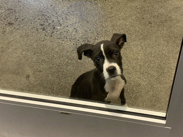 Ariel, American Pit Bull Terrier