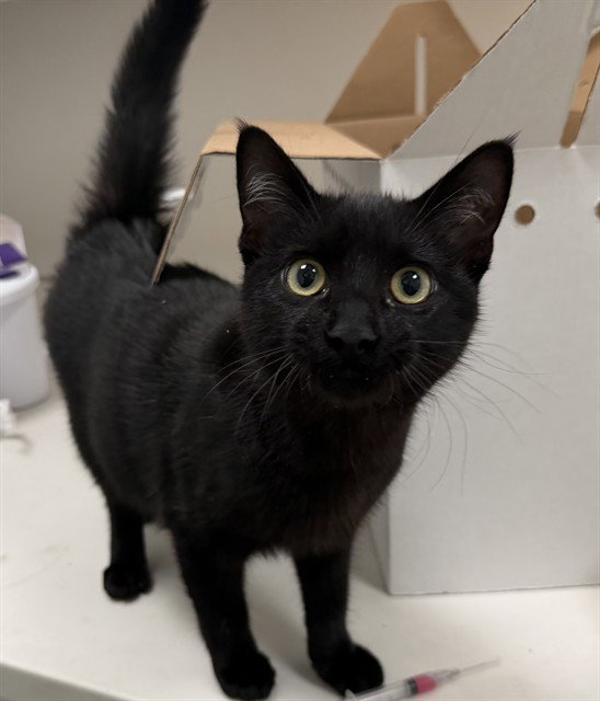 Perri, Domestic Short Hair