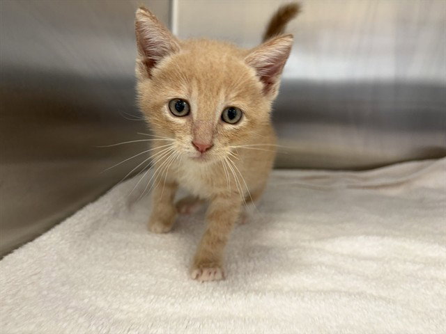 Vijay, Domestic Short Hair