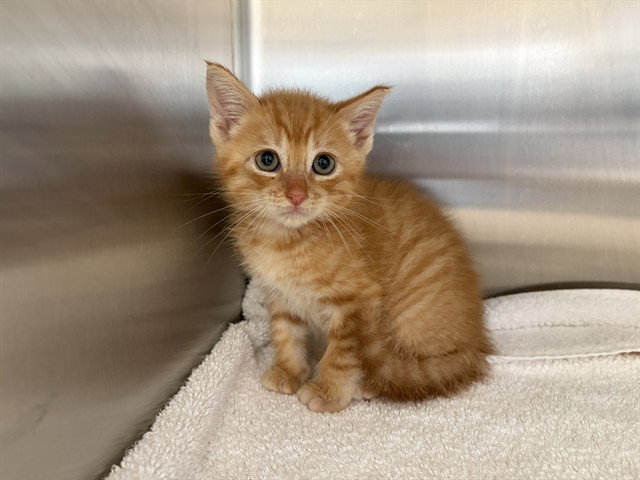 Vamoose, Domestic Short Hair