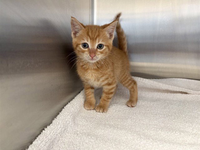 Volpe, Domestic Short Hair