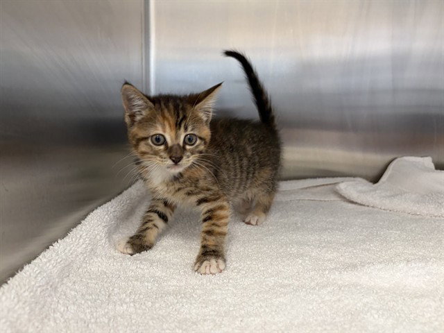 Verona, Domestic Short Hair