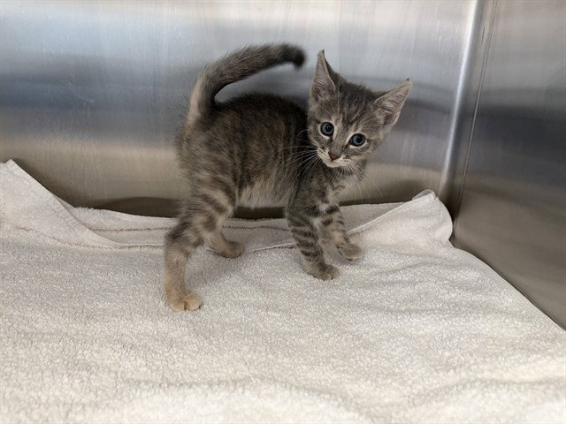 Vesper, Domestic Short Hair