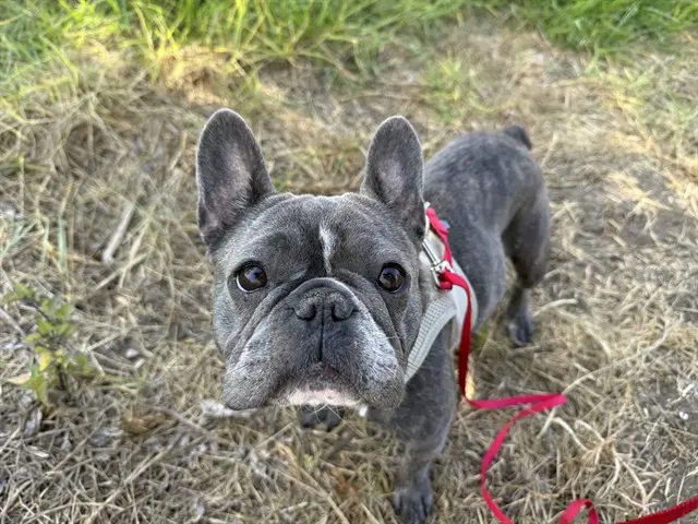 Dream - French Bulldog