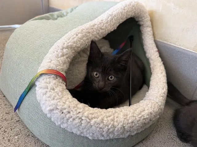Ashling - Domestic Short Hair