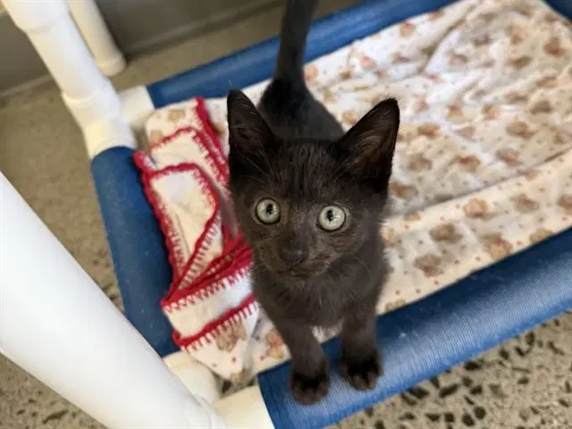Asa - Domestic Short Hair