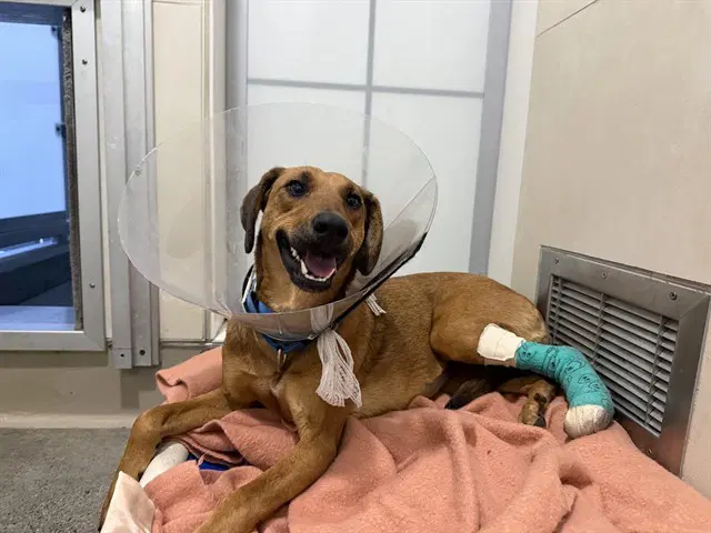 Gemma - Black Mouth Cur