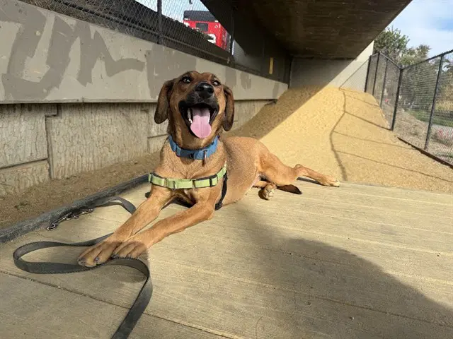 Gemma - Black Mouth Cur