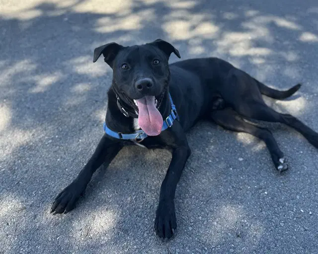 Dusty - Pit Bull Terrier
