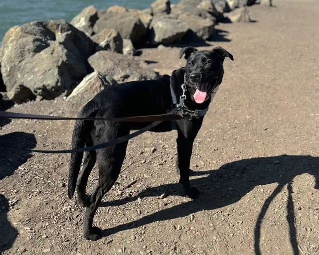 Dusty - Pit Bull Terrier