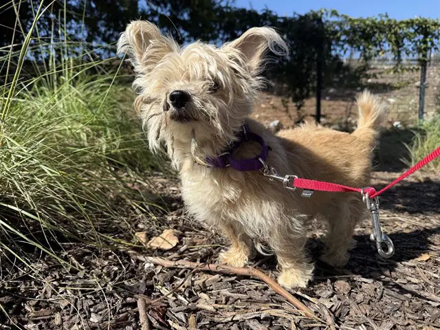 Hachi - Cairn Terrier