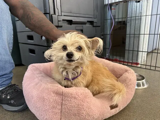 Hachi - Yorkshire Terrier Yorkie