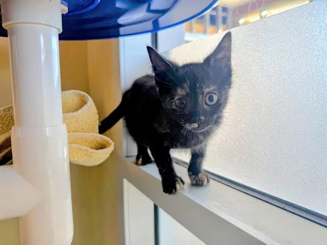 Estee - Domestic Short Hair