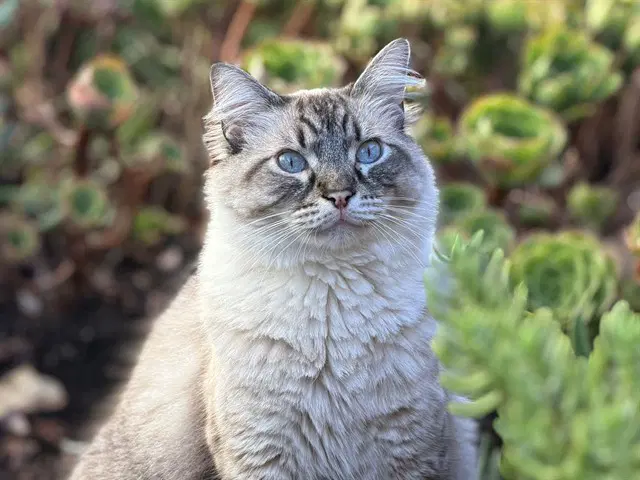 Luca - Domestic Long Hair