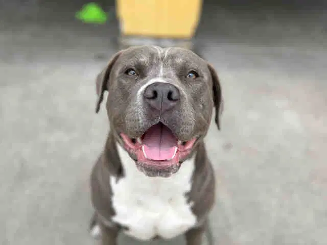 Rasta - Pit Bull Terrier
