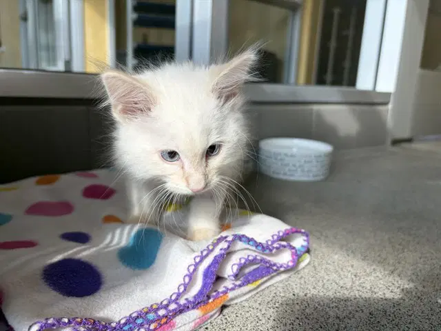 Ideal - Domestic Short Hair