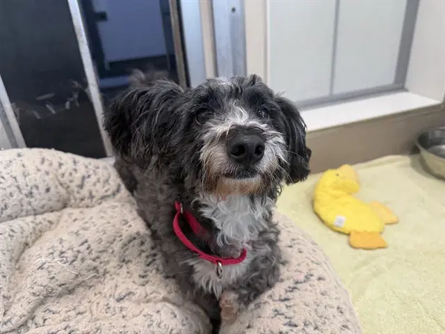 Chance - Dachshund