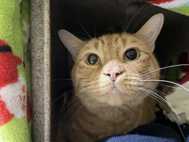 Franklin - Domestic Short Hair