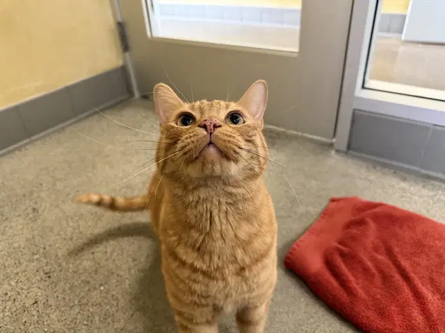 Franklin - Domestic Short Hair