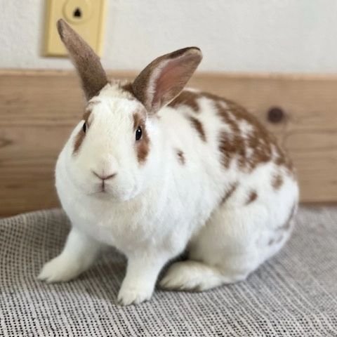 adoptable Rabbit in Culver City, CA named Freckles
