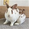 adoptable Rabbit in  named Freckles