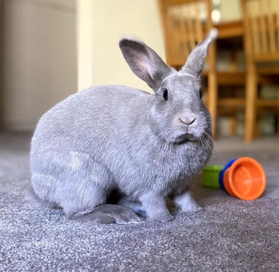 adoptable Rabbit in Culver City, CA named Ocean