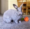 adoptable Rabbit in culver city, CA named Ocean